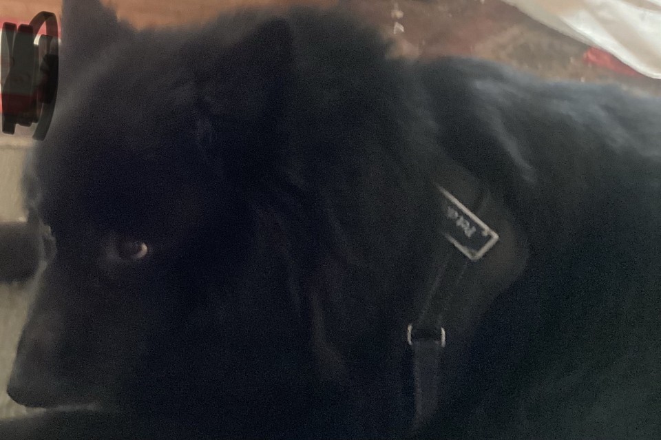 My dog Bobby . He’s 10 year old half German shepherd half Alaskan malamute