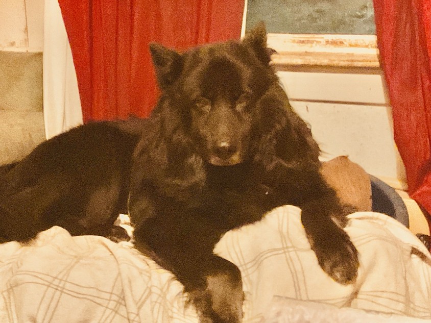 My dog Bobby . He’s 10 now